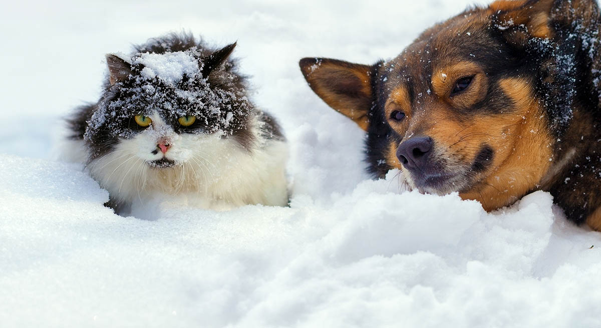 Potential Dangers of Fall and Winter for Dogs